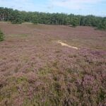 Fischbeker Heide