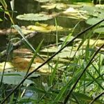 Ententeich in Fischbek